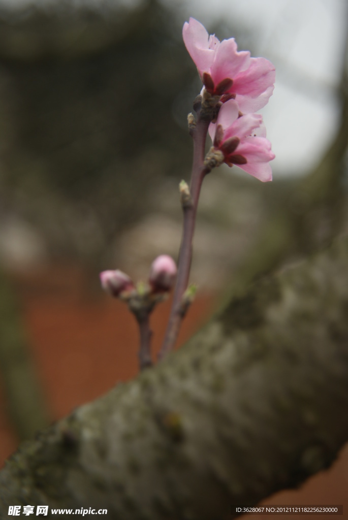 桃花