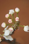 苹果花