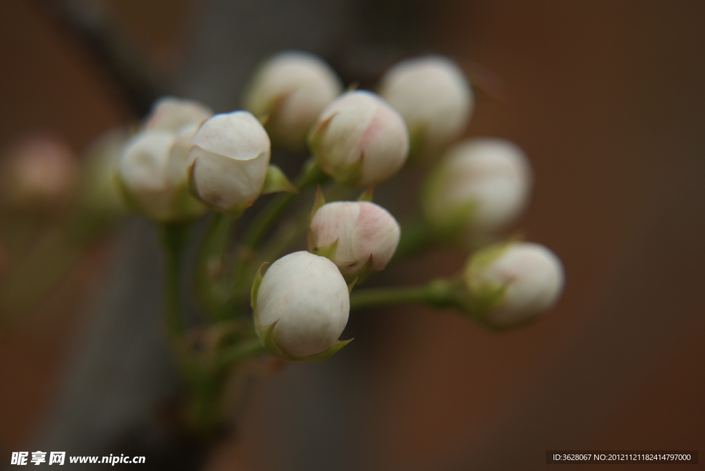 苹果花