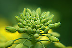 油菜花