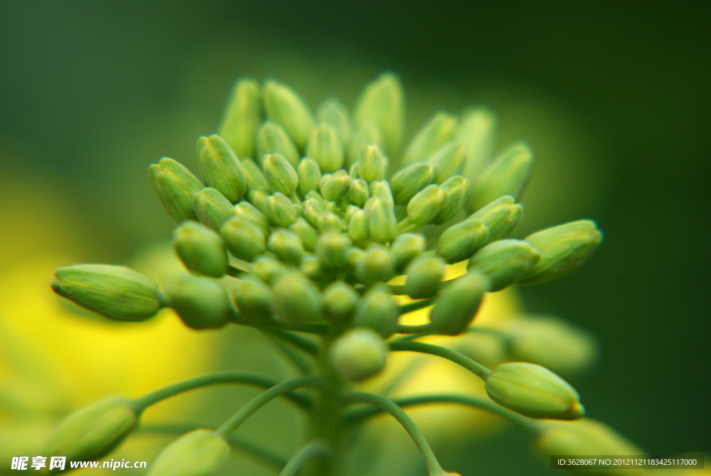 油菜花