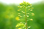 油菜花