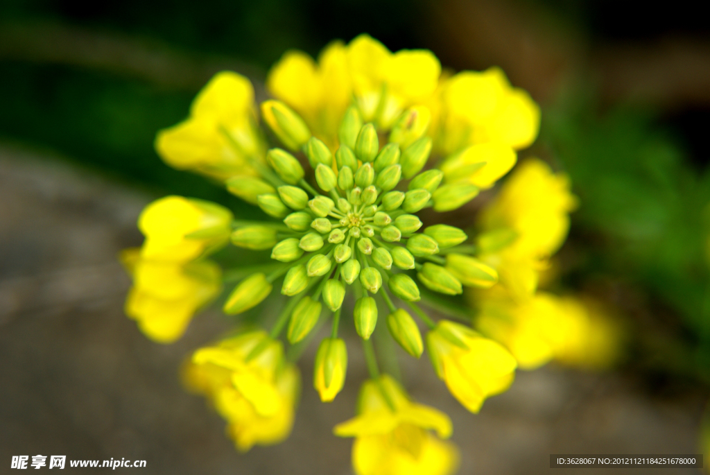 油菜花