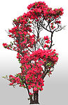 石榴花树