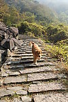 小狗爬山