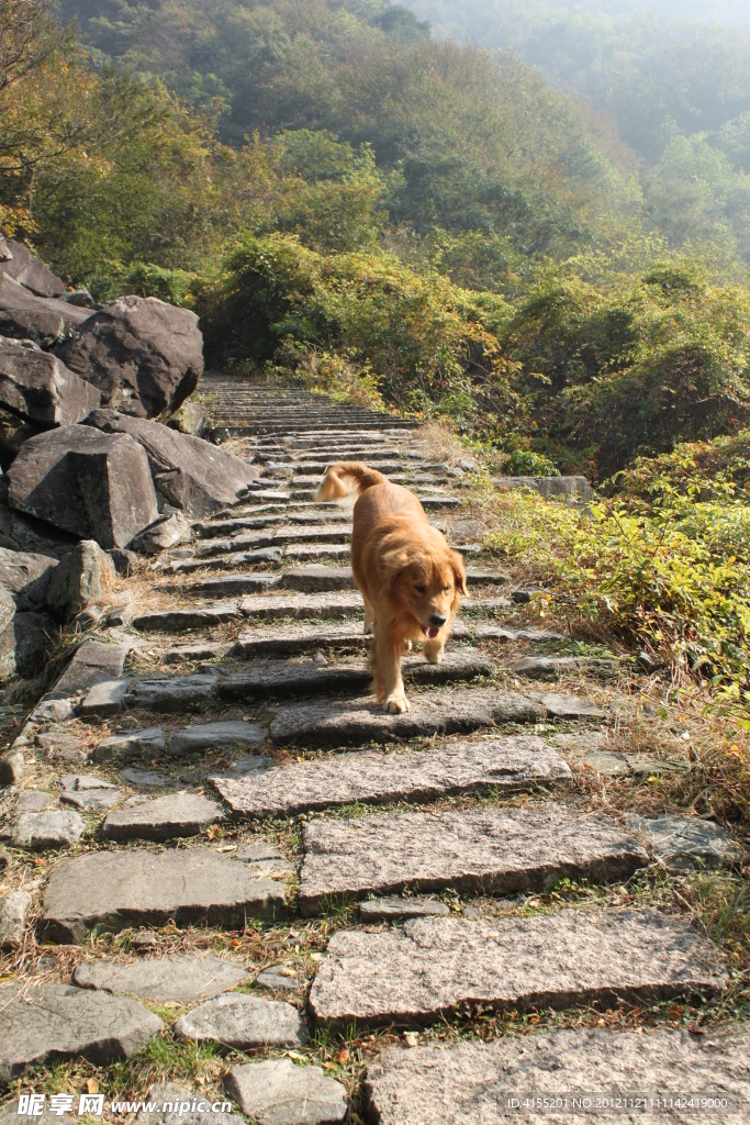 小狗爬山