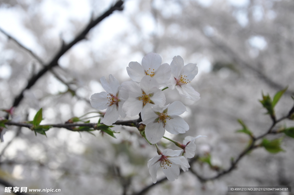 樱花