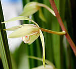 兰花