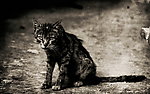 夜猫
