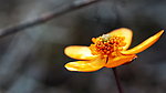小黄花