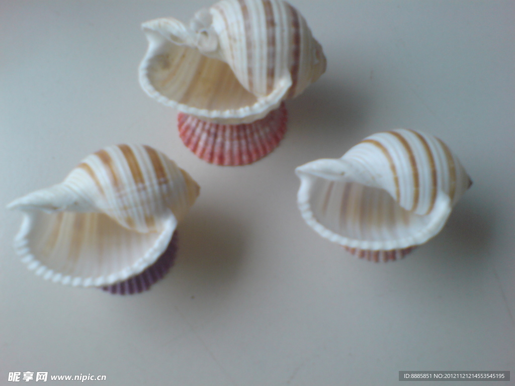 花盆 海螺 贝壳