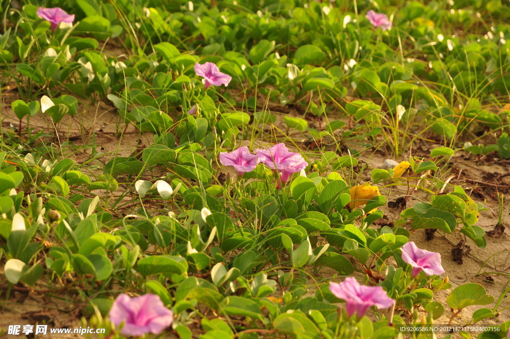 牵牛花