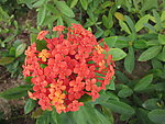 龙船花