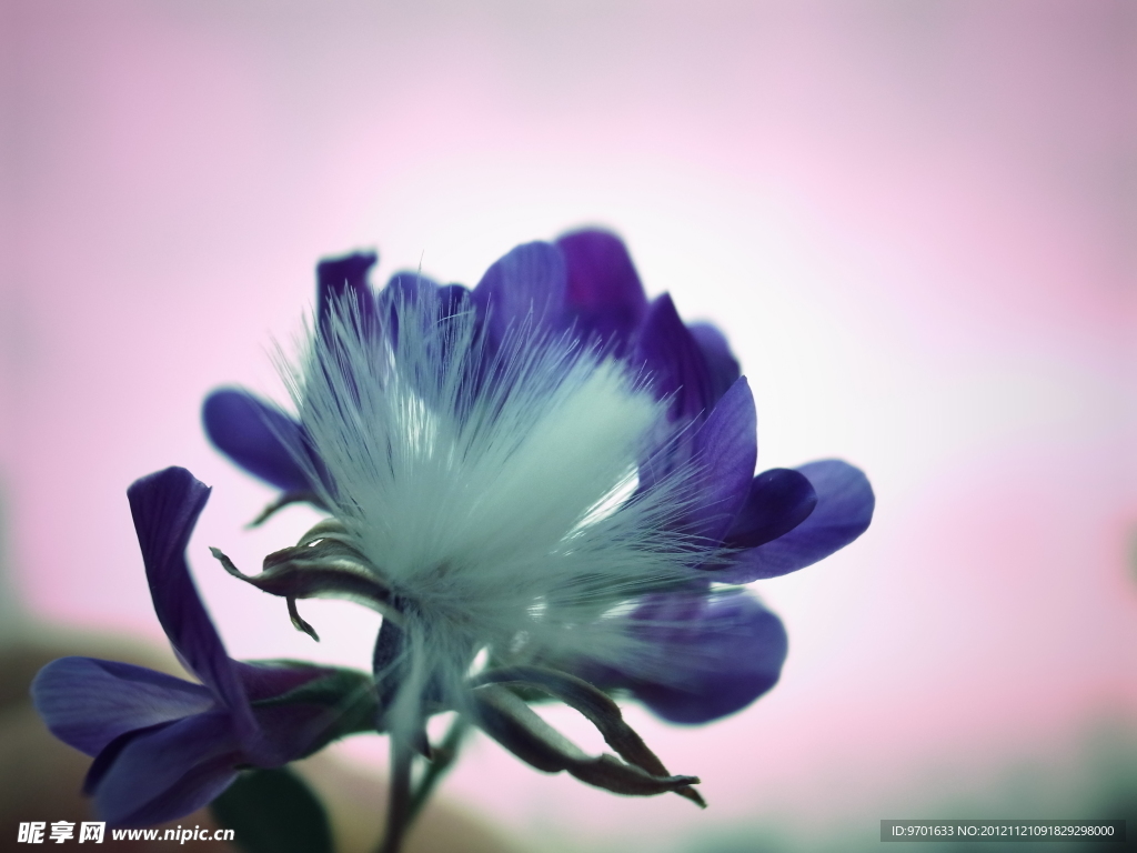 小白花