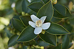 茶树花