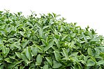 茶树