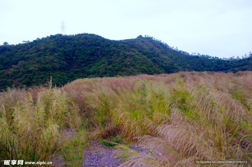 城市风景 芦苇山色