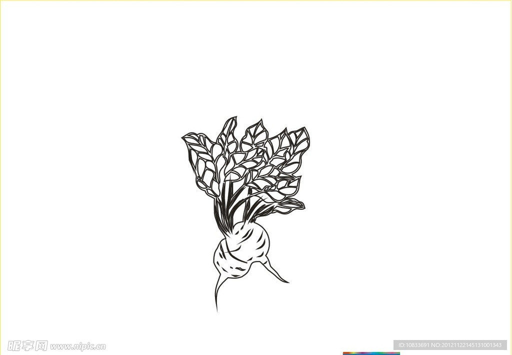 大头菜