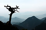枯树