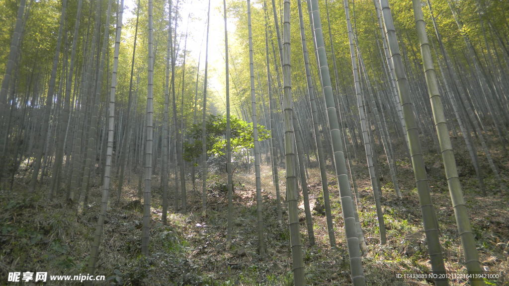 竹林小树