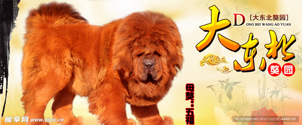 大东北 藏獒