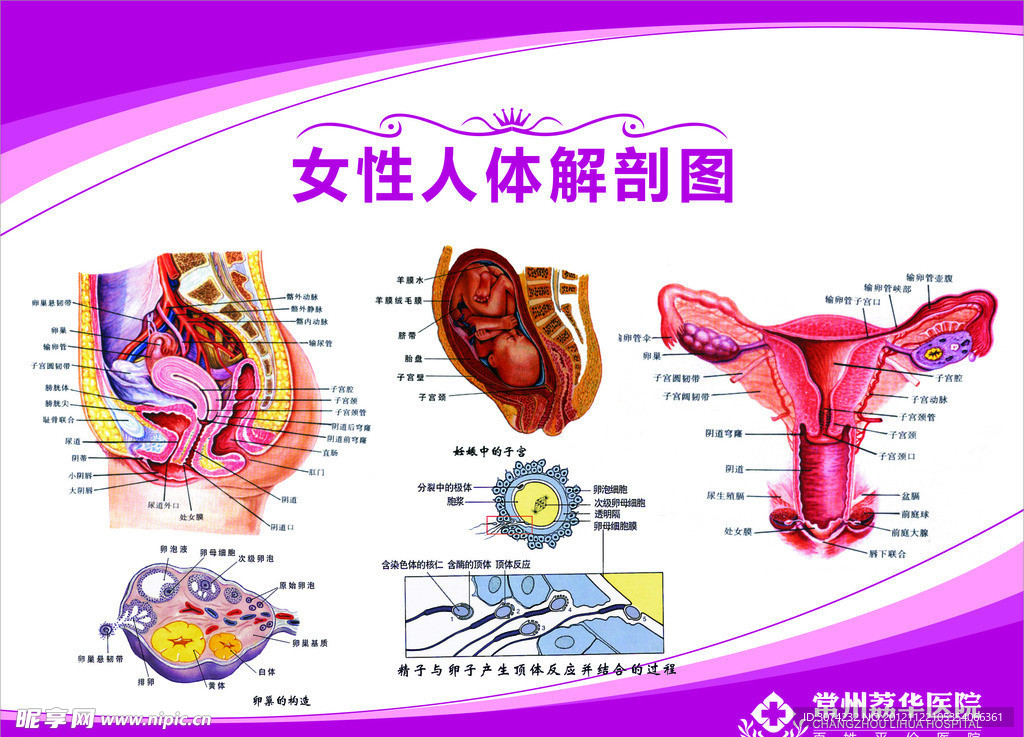 女性生殖解剖图