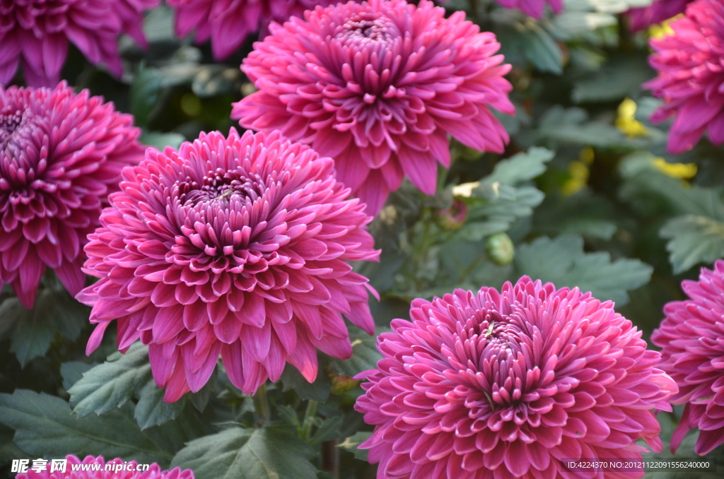 菊花