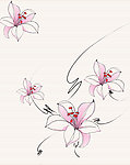 百合花