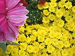 黄花