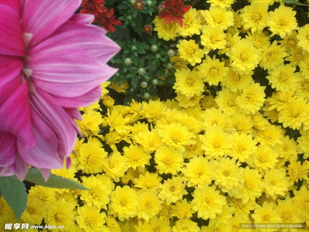 黄花