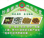 石斛广告