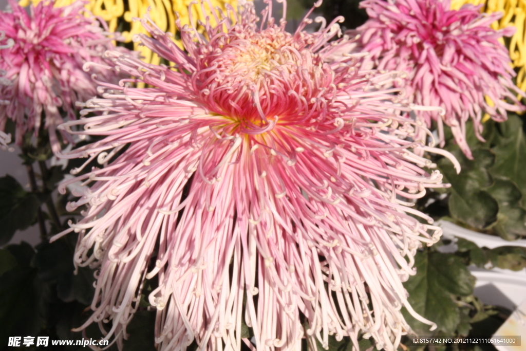 菊花