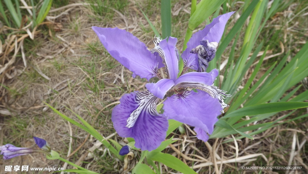 鸢尾花