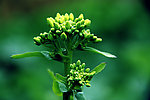 油菜花