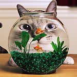 猫与鱼缸