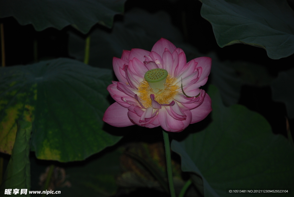 荷花