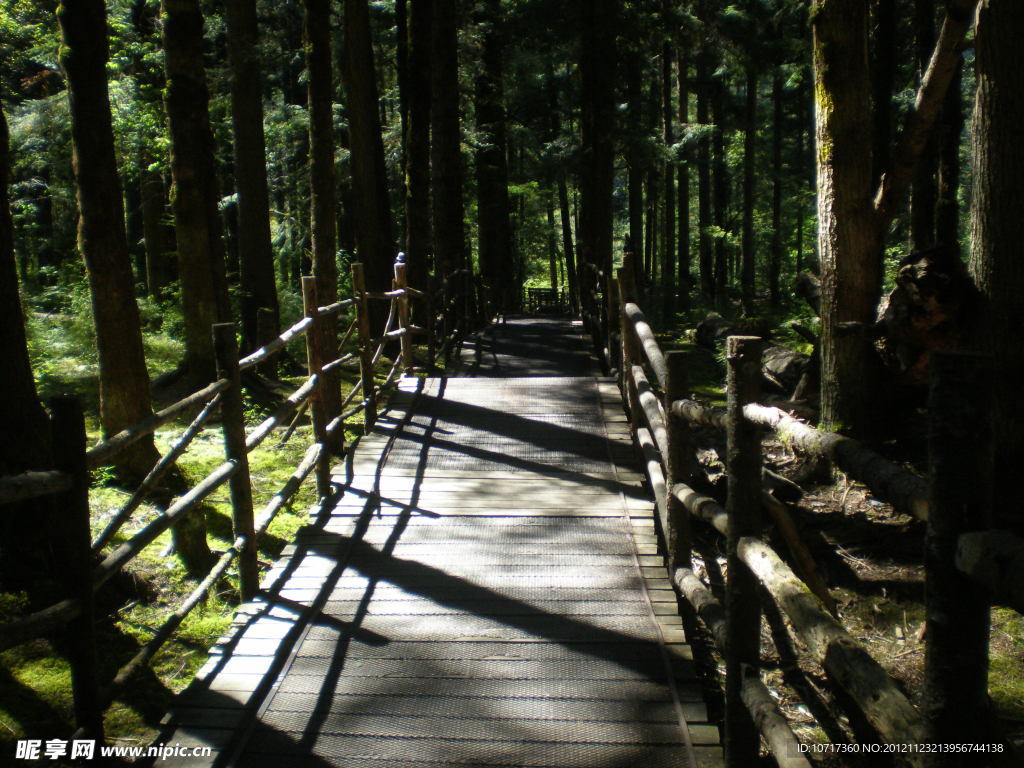 九寨沟森林