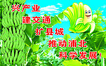 香蕉