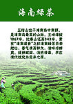 海南绿茶