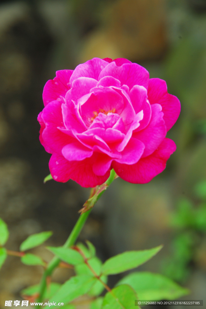 玫瑰花