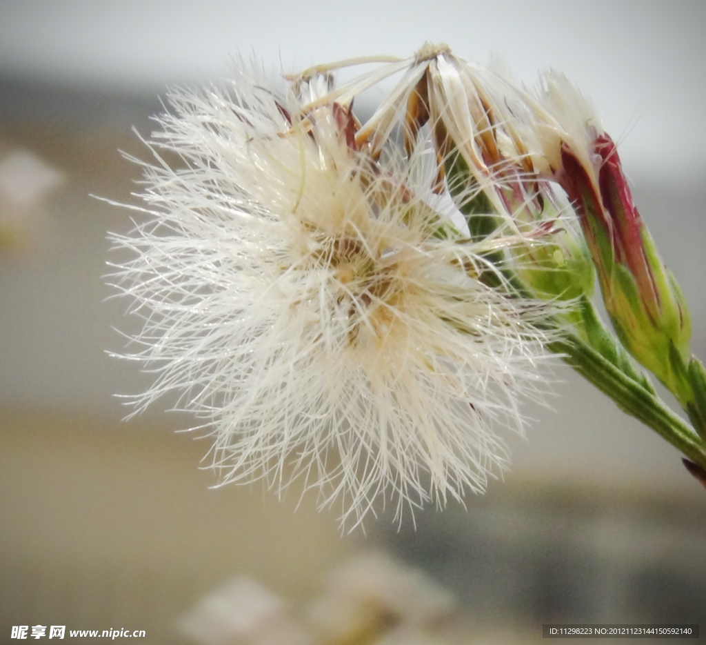 毛茸茸