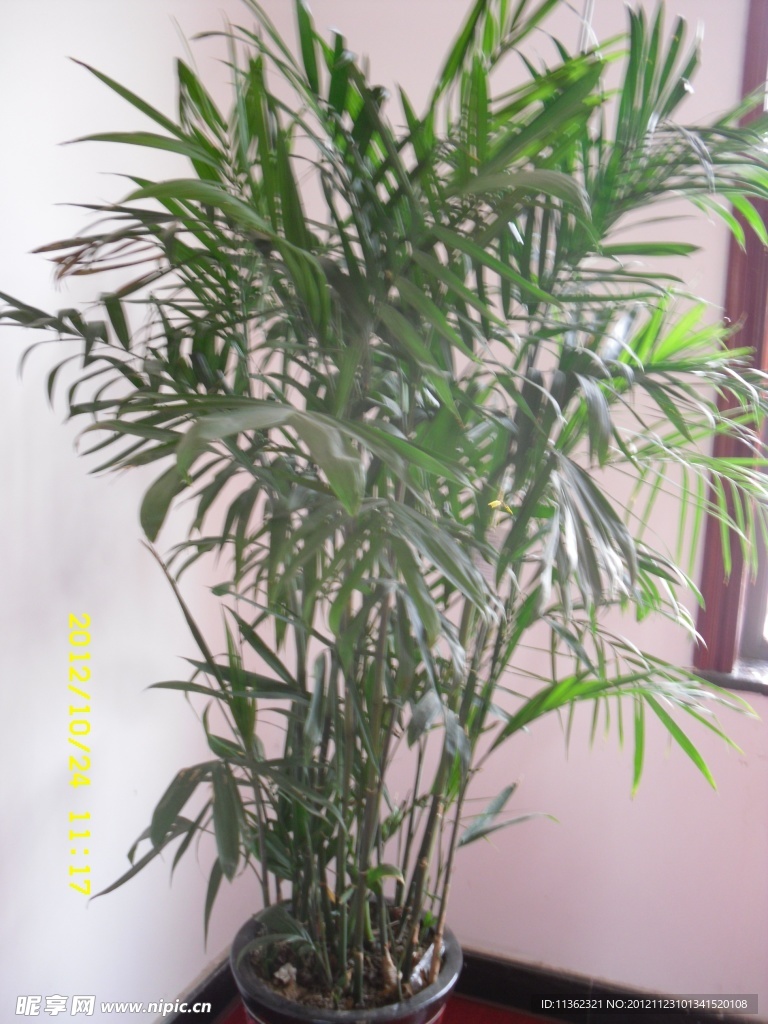 盆景花