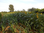 田园风光