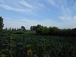 田园风光