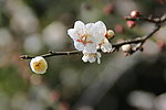 梅花