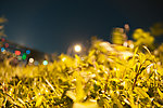黑夜小草