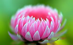 莲花