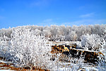 北方的雪