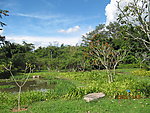 绿树 风景