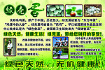 绿壳蛋